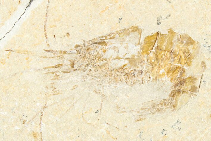 Cretaceous Fossil Shrimp - Lebanon #322078